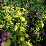 Cruciata glabra Hábito