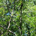 Nothofagus obliqua Hábito