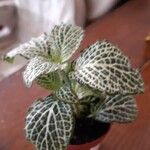 Fittonia albivenisBlad