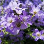 Campanula lactifloraফুল