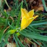 Hemerocallis lilioasphodelusFlors