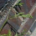 Chaerophyllum procumbens Blatt