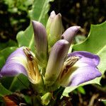 Acanthus ilicifolius 花