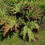 Rheum palmatum برگ