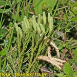 Diphasiastrum alpinum Natur