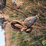 Asclepias syriacaFrucht