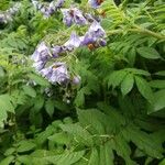 Solanum violaceum عادت داشتن