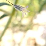 Gypsophila pilosa Flor