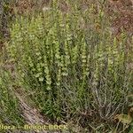 Sideritis arborescens عادت