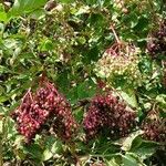 Sambucus nigra Fruit