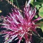 Cirsium alsophilum Цвят