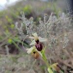 Ophrys × arachnitiformis Квітка