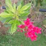 Jatropha integerrima花