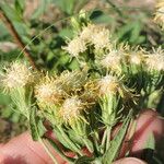 Brickellia eupatorioides Kukka