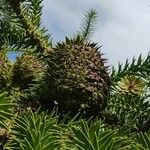 Araucaria angustifolia
