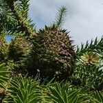 Araucaria angustifolia Fruto