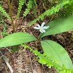 Clintonia uniflora Flor