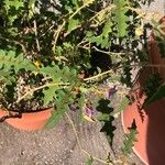 Solanum pyracanthos Лист