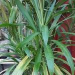 Cordyline stricta ഇല