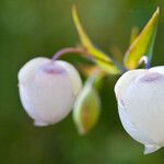 Calochortus albus Flower