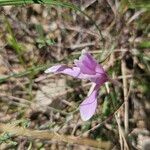 Colchicum longifolium Flower