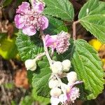 Rubus ulmifolius Λουλούδι