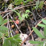 Dicentra canadensis Hábitos