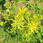 Silphium perfoliatum Květ