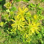 Silphium perfoliatum Çiçek