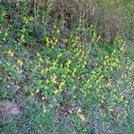 Primula veris অভ্যাস