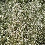 Retama raetam Fleur