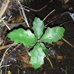 Quercus kelloggii Leaf