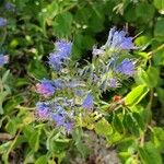 Echium vulgareFlower