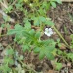 Nemophila aphylla Flor