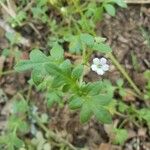 Nemophila aphylla Цвят