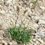 Poa badensis Hábito