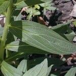 Lithospermum latifolium Folha