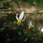 Solanum pancheri Habitus