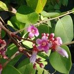 Averrhoa carambola 花