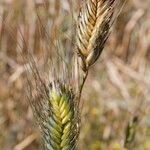 Triticum monococcum 果實