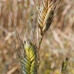 Triticum monococcum Fruit