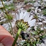 Leucanthemum graminifolium Flower