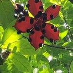 Sterculia monosperma 果實