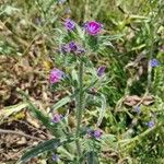 Echium vulgareFloare