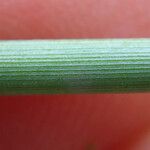 Juncus usitatus Azala