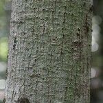 Vatairea erythrocarpa Кора