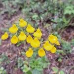 Calceolaria cavanillesii Flor