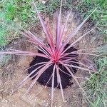 Cordyline banksii