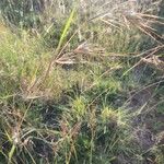 Themeda triandra Flower