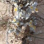 Achillea maritimaBlomst